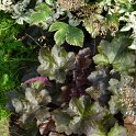Heuchera micrantha